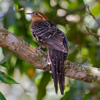 Pavonine Cuckoo